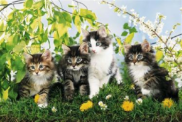 Poster - Cute cats Enmarcado de laminas